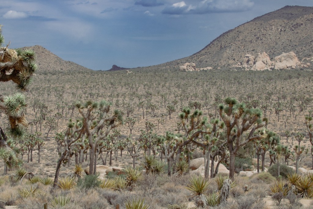 Joshua Tree Scenic Drive and Nature&nbsp;Walks